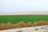 А это та же пустыня после вмешательства человека
Растет там все И кукуруза, и бананы, и ... куры На песках возведены птицефабрики
Перу, февраль 2012 года