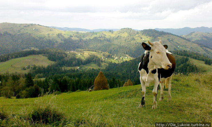 Корова просто прелестна! Косов, Украина