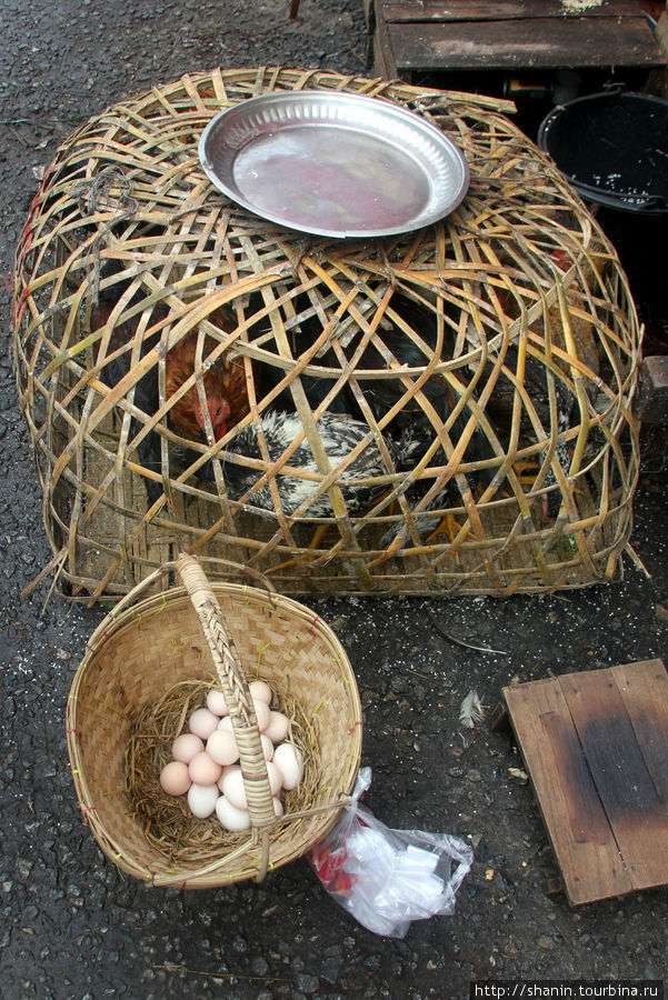 Суперсвежия яйца. Куры прямо тут же и несутся Янгон, Мьянма