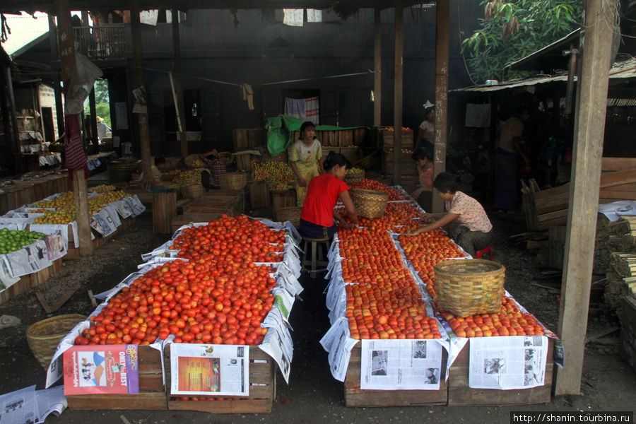 Собрали новый урожай помидоров Ньяунг-Шве, Мьянма