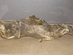 Туфли кракодилья ступня, одевалась знахаркой во время лечения