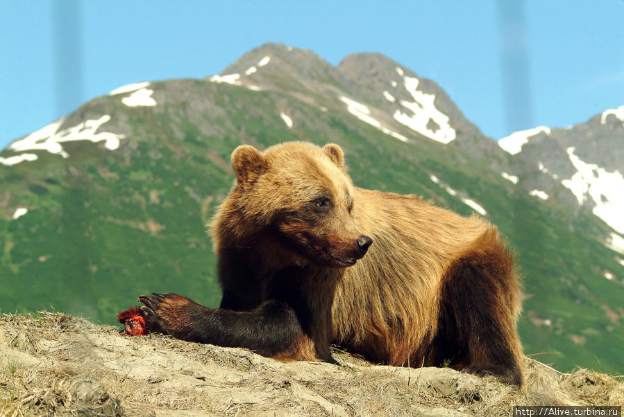 Парк спасённых зверей Штат Аляска, CША