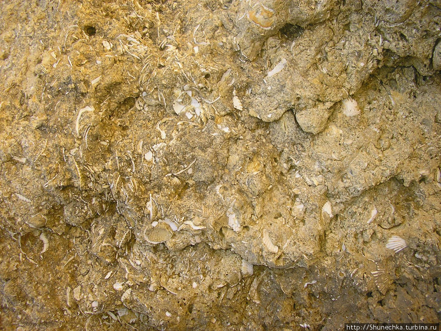 Окаменевшие доисторические животные на прибрежных скалах. Регион Алгарве, Португалия