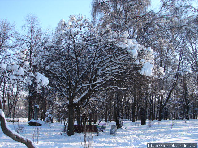 Заснежанными аллеями парка Киев, Украина
