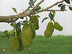 Джек-фрукт (хлебное дерево)