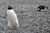 Пингвин Генту, он же пингвин Папуа