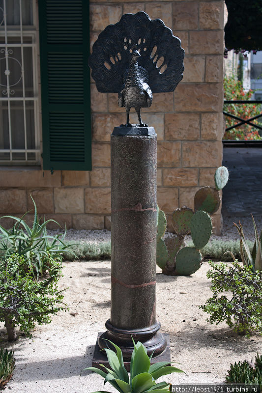 Павлинчик (-чик т.к. для павлина мелковат) Хайфа, Израиль