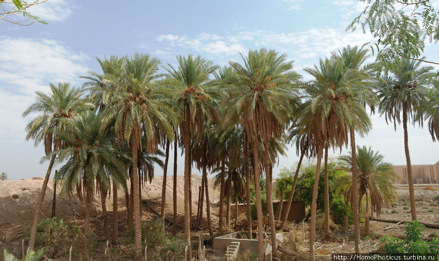 Финиковая роща с пальмой Саддама Провинция Бабиль, Ирак