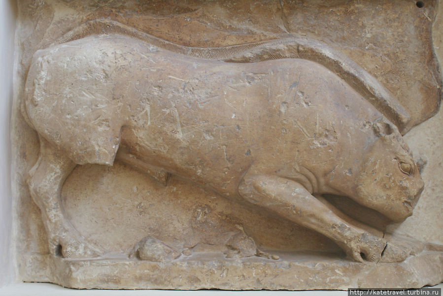 Изображение быка из сцены похищения Европы Дельфы античный город, Греция