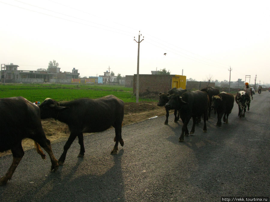 Коровы — тоже активные участники дорожного движения. На них не бибикают — священные животные. И это понятно — индийская женщина рожает в среднем от 8 до 11 детей и если в доме есть корова, то дети, скорее всего, выживут. Индия