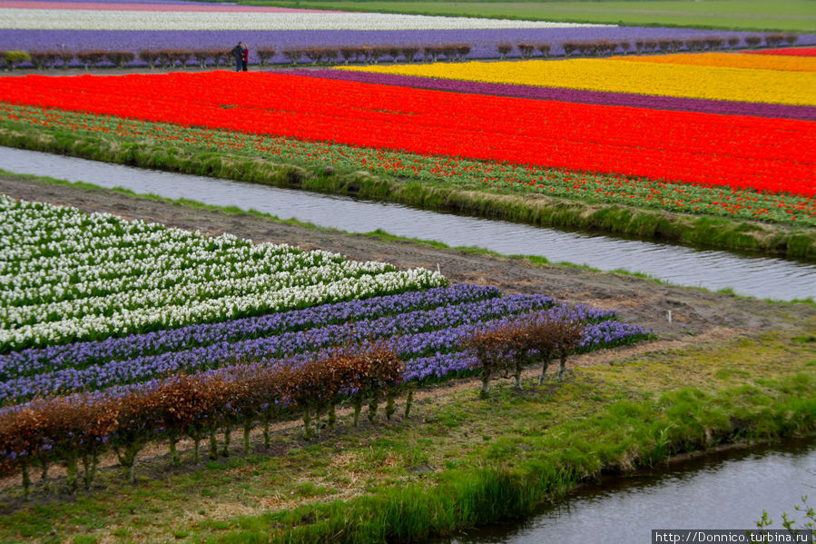 Тюльпановая матрица Лиссе, Нидерланды