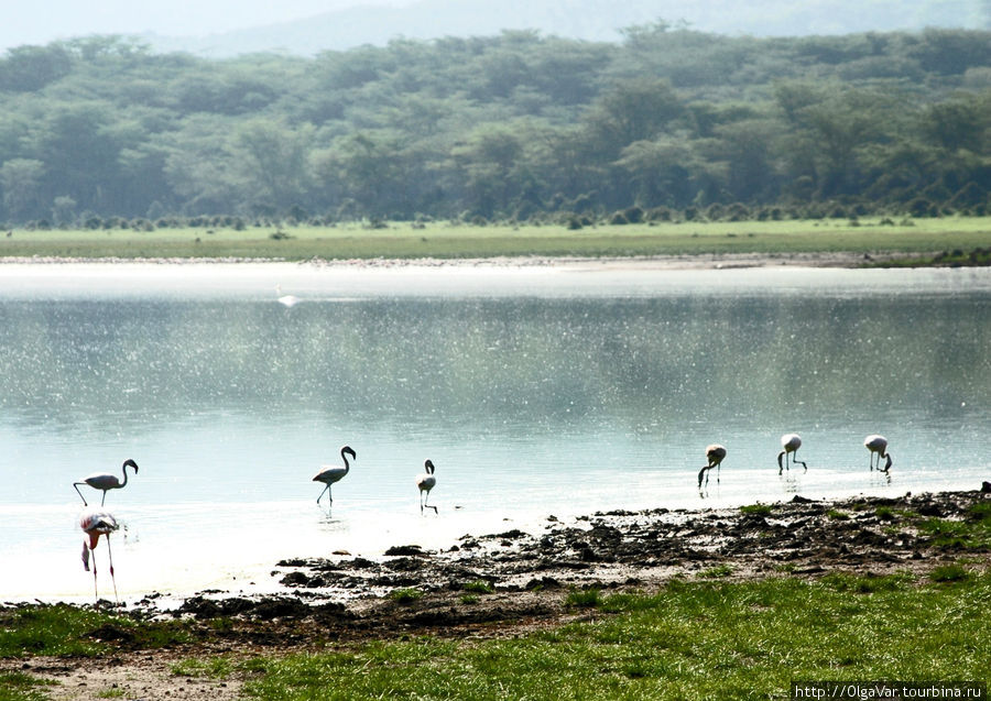 На озере Олойден Найваша, Кения