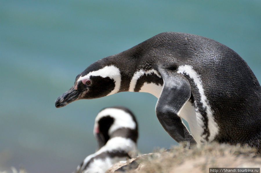 Магеллановы пингвины Пуэрто-Мадрин, Аргентина