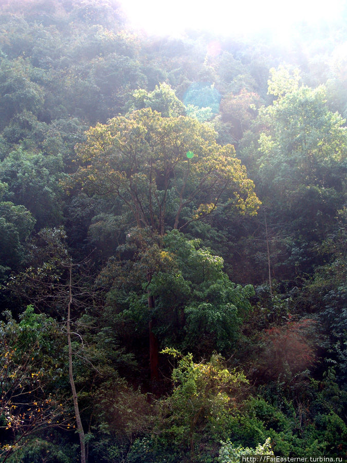 Тропический лес Тансен, Непал