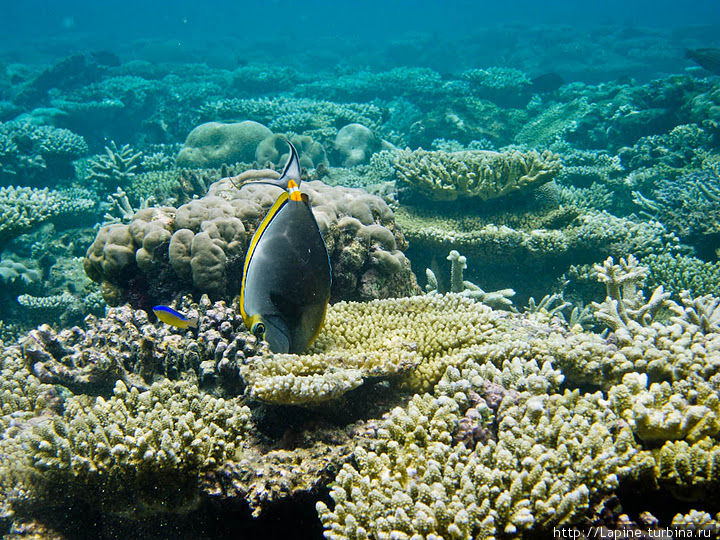 Оранжевоши​пая рыба-носор​ог (Naso elegans) в интересной позиции. :) Южный Ари Атолл, Мальдивские острова
