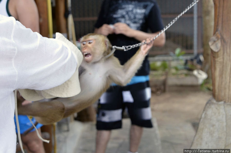 много-много диких обезьян. Видимо у этого обезьяна совсем нервы расшалились, потому что этот человек просто мимо проходил. Остров Самуи, Таиланд