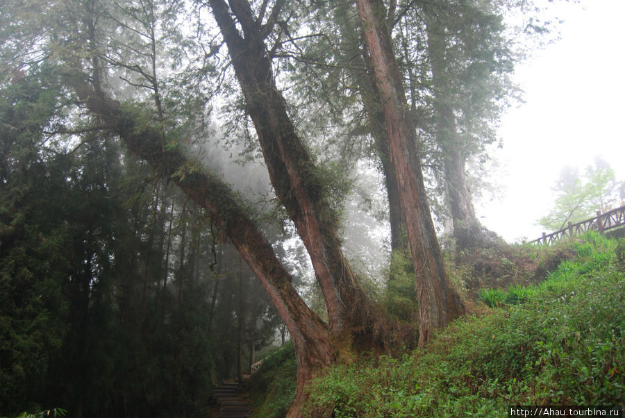 Алишань. Реликтовый лес на склоне Нефритовой горы