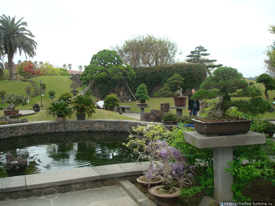 Сад Бонсай Чеджу, Республика Корея