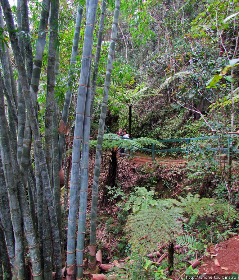 Гигантский бамбук, не на много тоньше меня... Андасибе, Мадагаскар