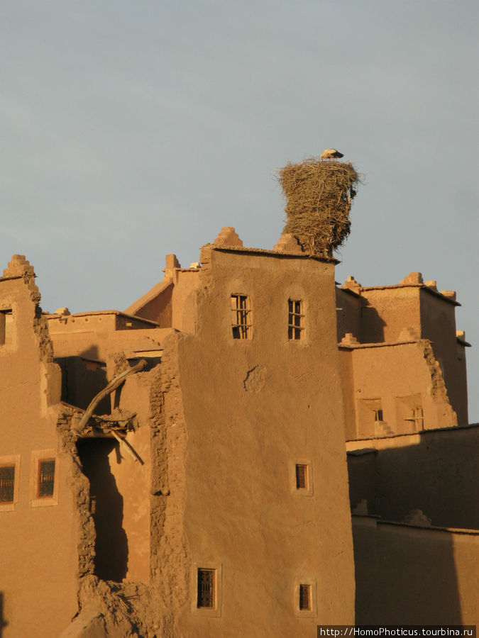 Гнездо аиста Варзазат, Марокко