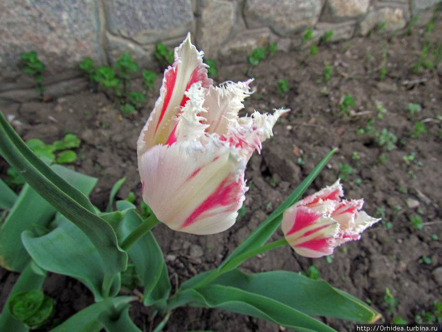 тюльпаны, как же без них... Харьковская область, Украина