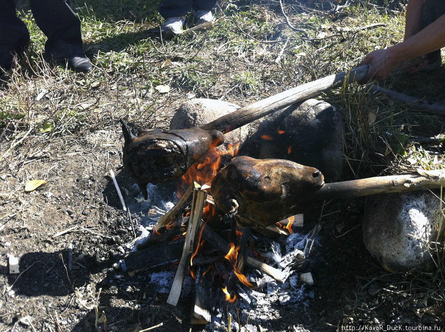 Бараньи головы обжаривают на костре Киргизия