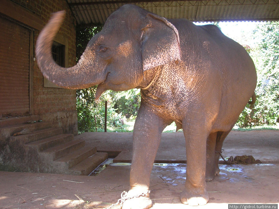 Слон на плантациях. Панаджи, Индия
