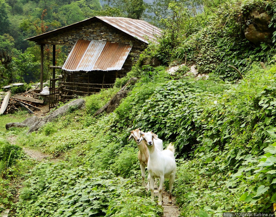 Деревенские козочки, ну, очень любопытные Гандрук, Непал