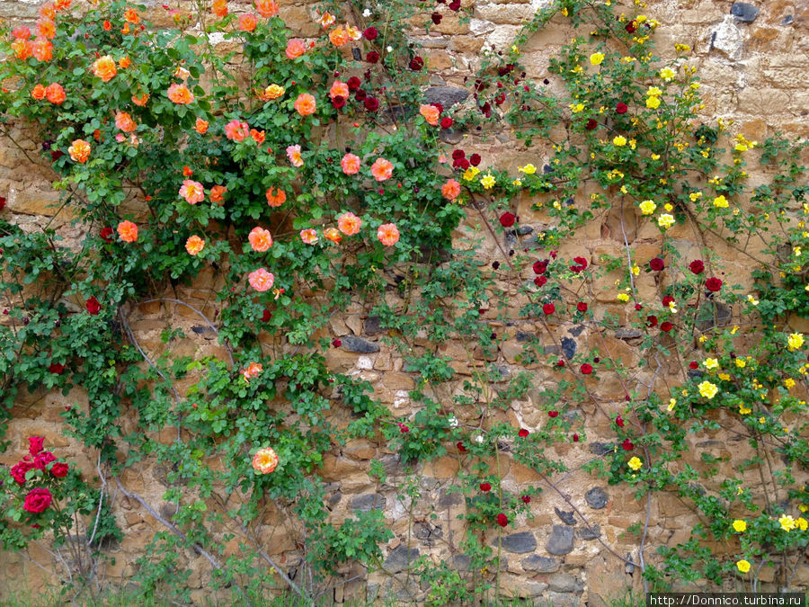 стена замка обвита разноцветными розами