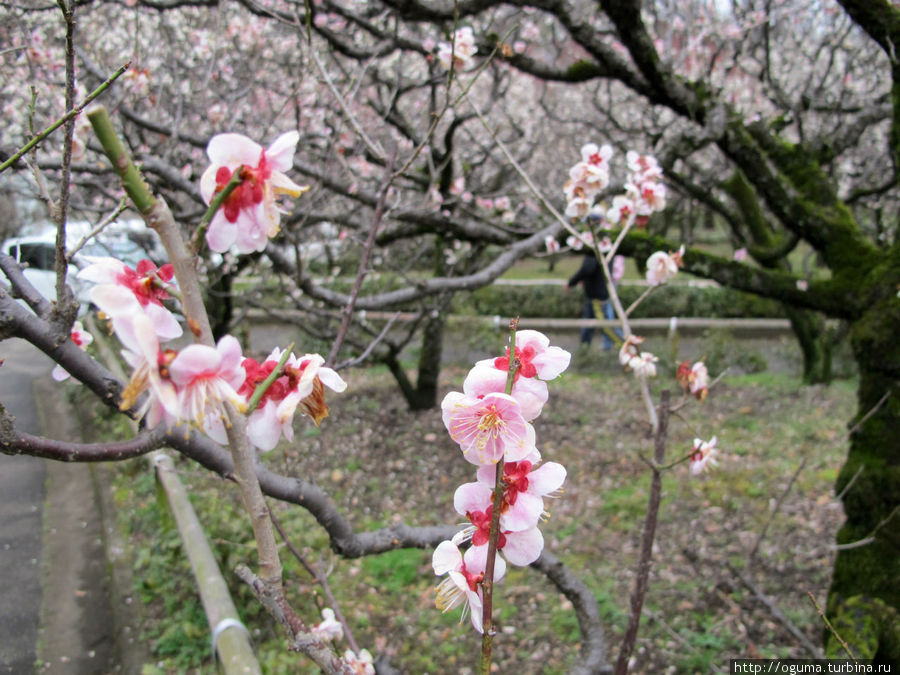 Байрин парк — старый парк с цветущей японской сливой в Гифу Гифу, Япония