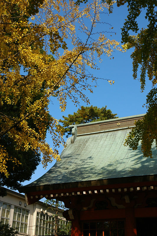 Золотые листья гинкго в святилище Кацусика Хатимангу Итикава, Япония