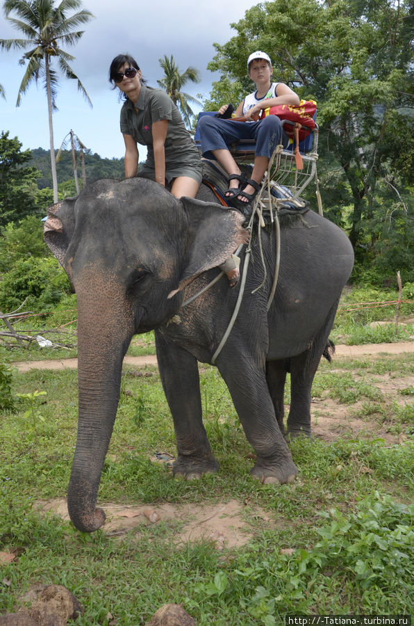 Слонопокатушки. Но на Пхукете, в парке Као-Сок на слонах было круче! Тут просто потоптались 100 метров туда-сюда. Остров Самуи, Таиланд