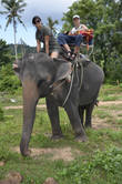 Слонопокатушки. Но на Пхукете, в парке Као-Сок на слонах было круче! Тут просто потоптались 100 метров туда-сюда.
