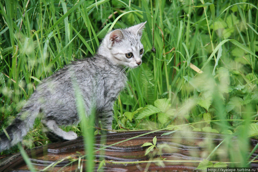 Нам встретился абсолютно дикий серый котенок Белокуриха, Россия
