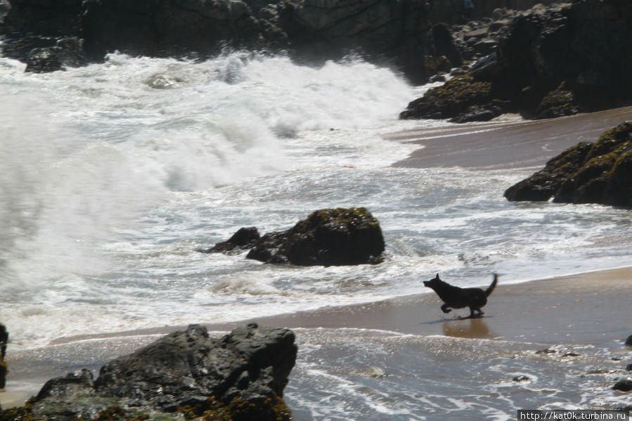 Отважный пес отчаянно боролся с океаном Винья-дель-Мар, Чили