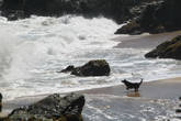Отважный пес отчаянно боролся с океаном