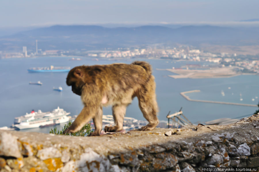 Гибралтар  — заморская территория Великобритании Гибралтар