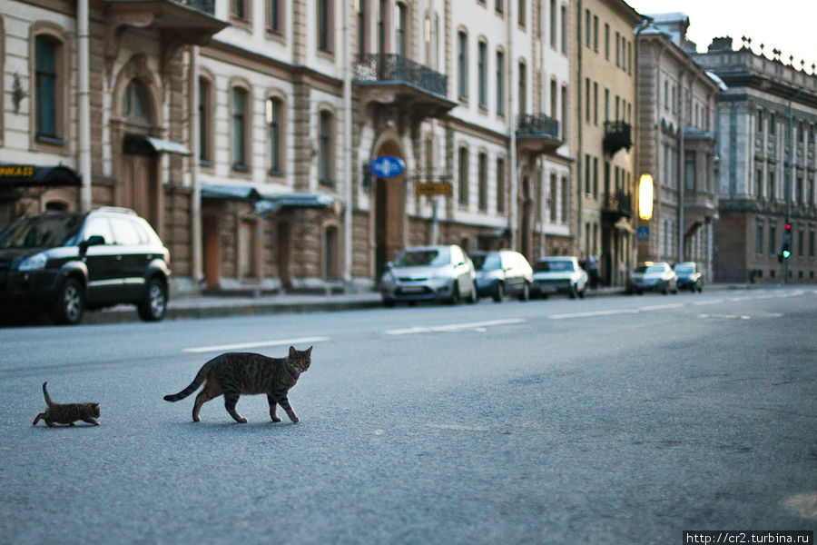 Кошки санкт петербурга