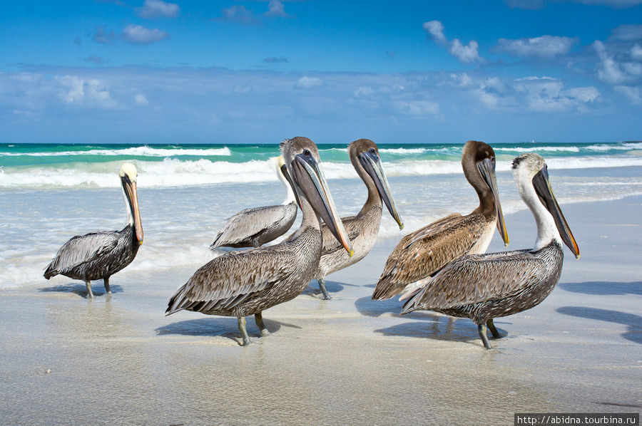 Вот такие птички (пеликаны — ?) развлекают народ Варадеро, Куба