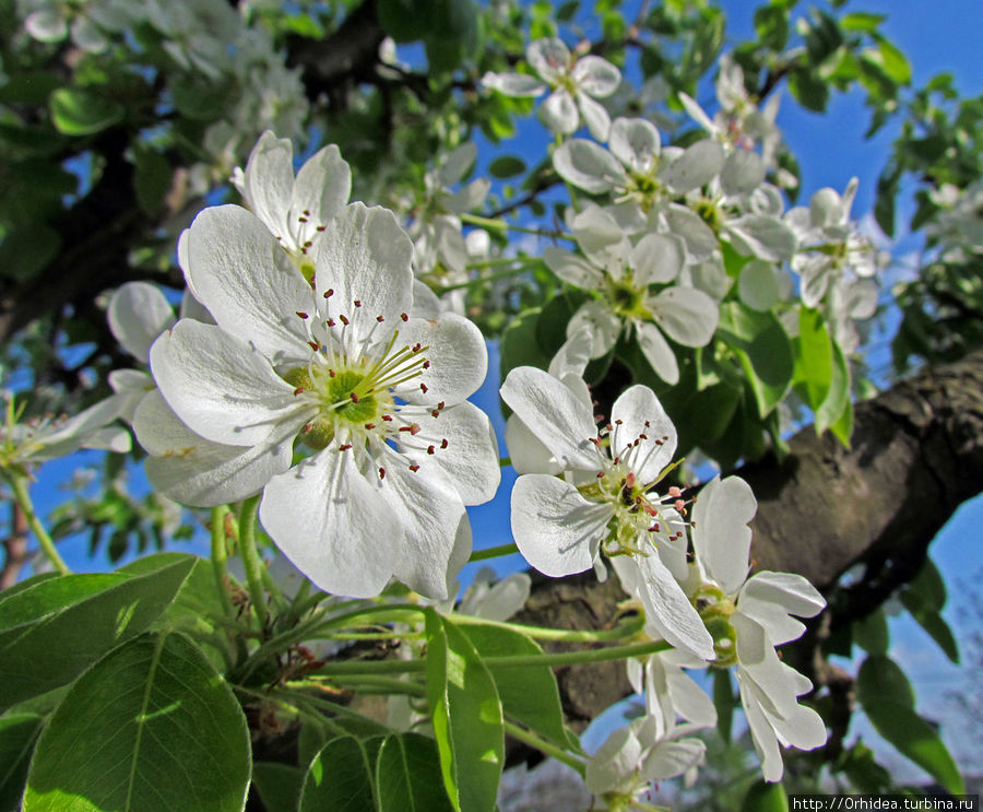 груша, насколько красивее абрикоса Харьковская область, Украина