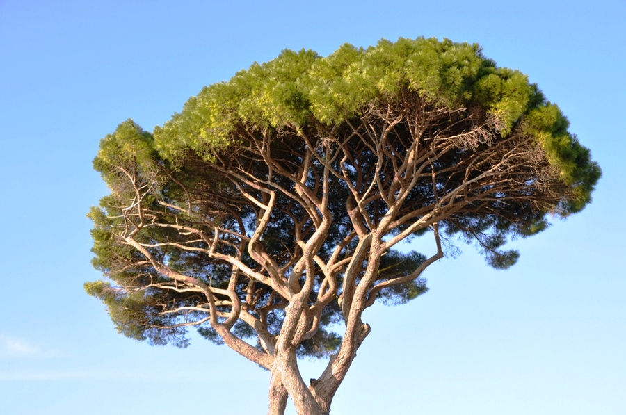 Дерево Капри Остров Капри, Италия