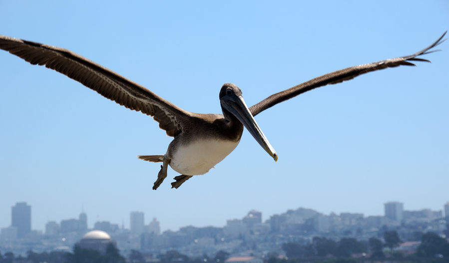 Пеликан над Сан-Франциско Сан-Франциско, CША