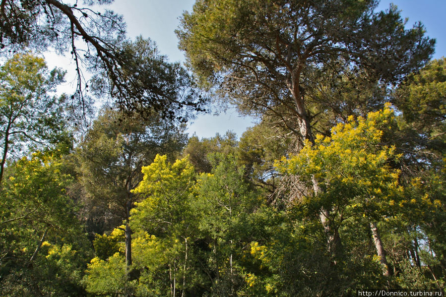 волшебный лес Ллорет-де-Мар, Испания