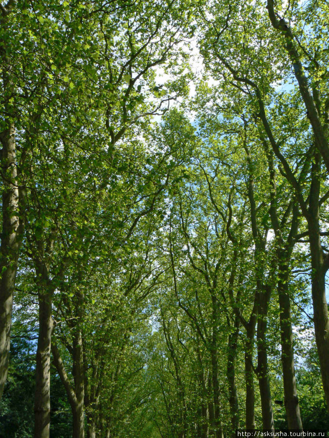 Под сенью вековых деревьев Шенонсо, Франция