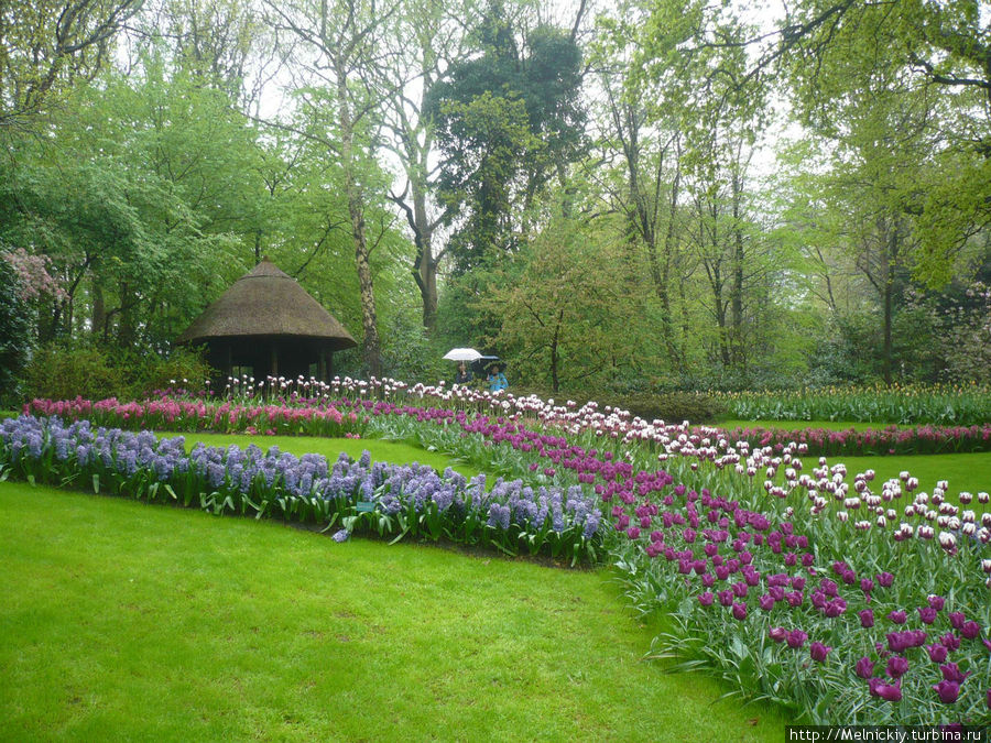 Прогулка в дождливое утро по Саду Европы Кёкенхоф, Нидерланды