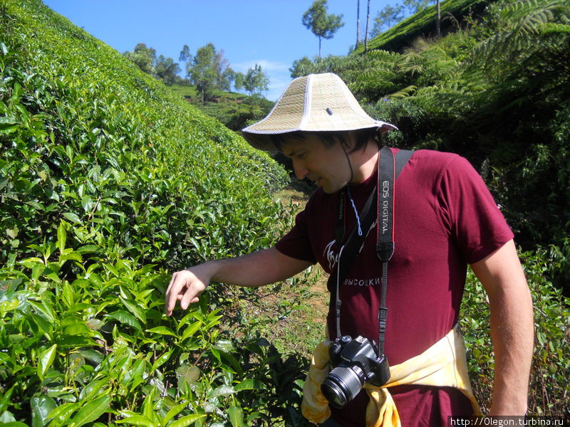 Проверка качества чайных листов Муннар, Индия