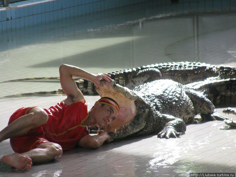 Шоу крокодилов. Таиланд