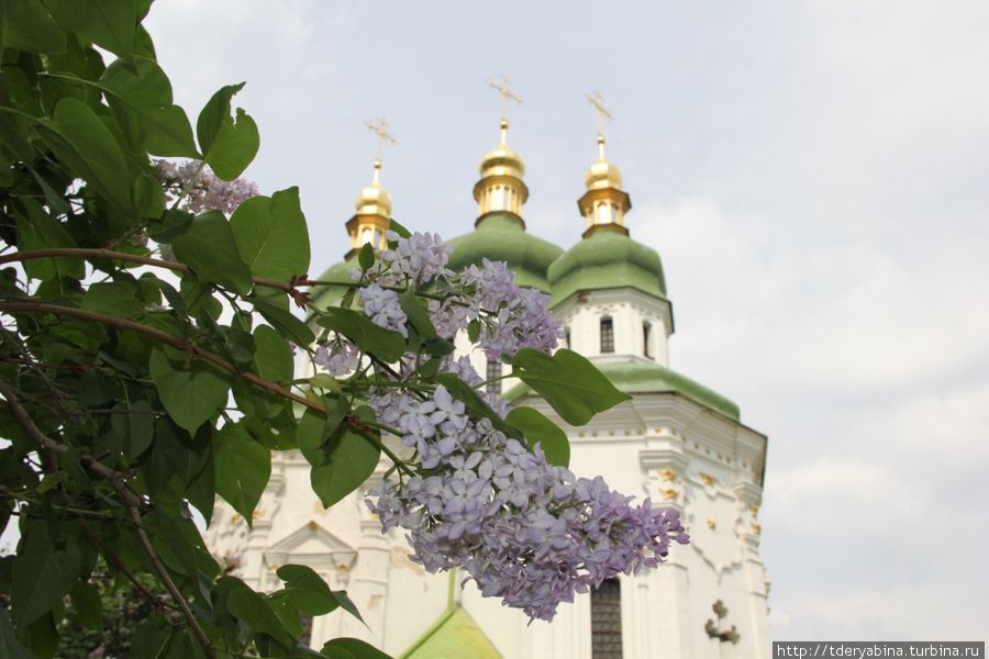 Благоухающий, цветущий Киев Киевская область, Украина