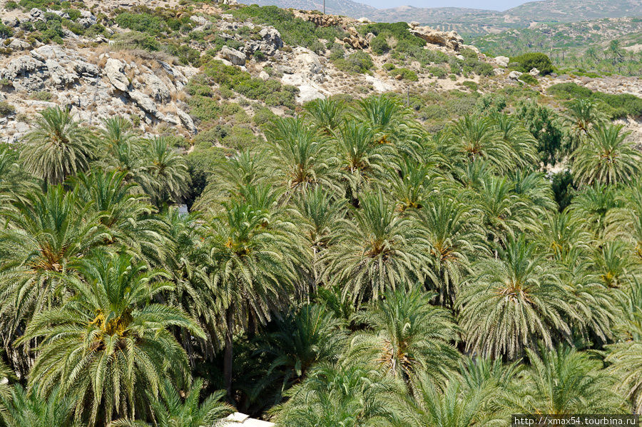 А вот и сами пальмы, в тени валяется куча народа) Остров Крит, Греция