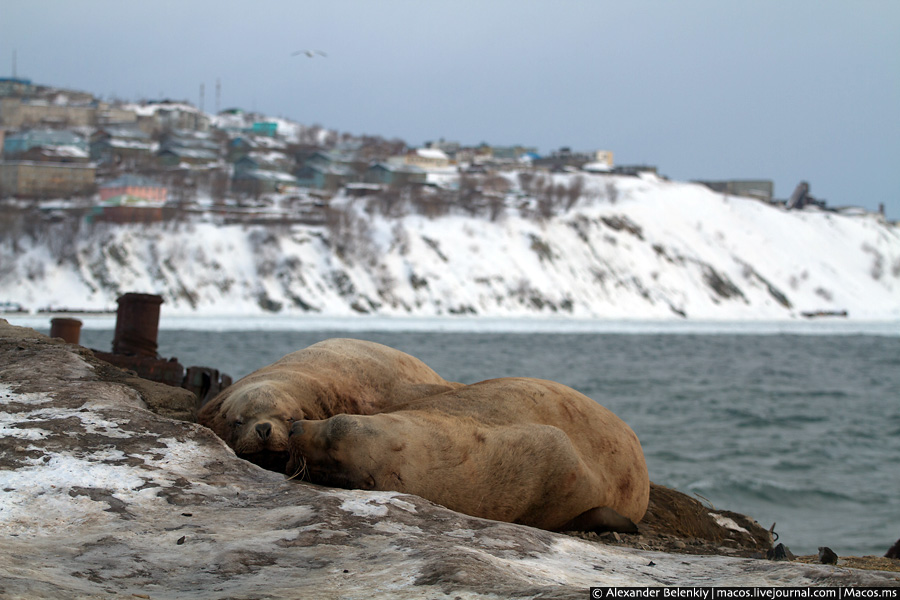 Лежбище ушастых тюленей на Камчатке Петропавловск-Камчатский, Россия